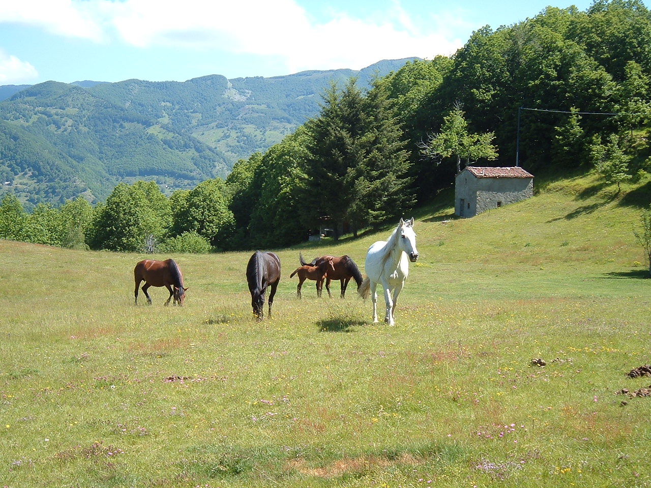Le Prade (Cavalli al Pascolo)
